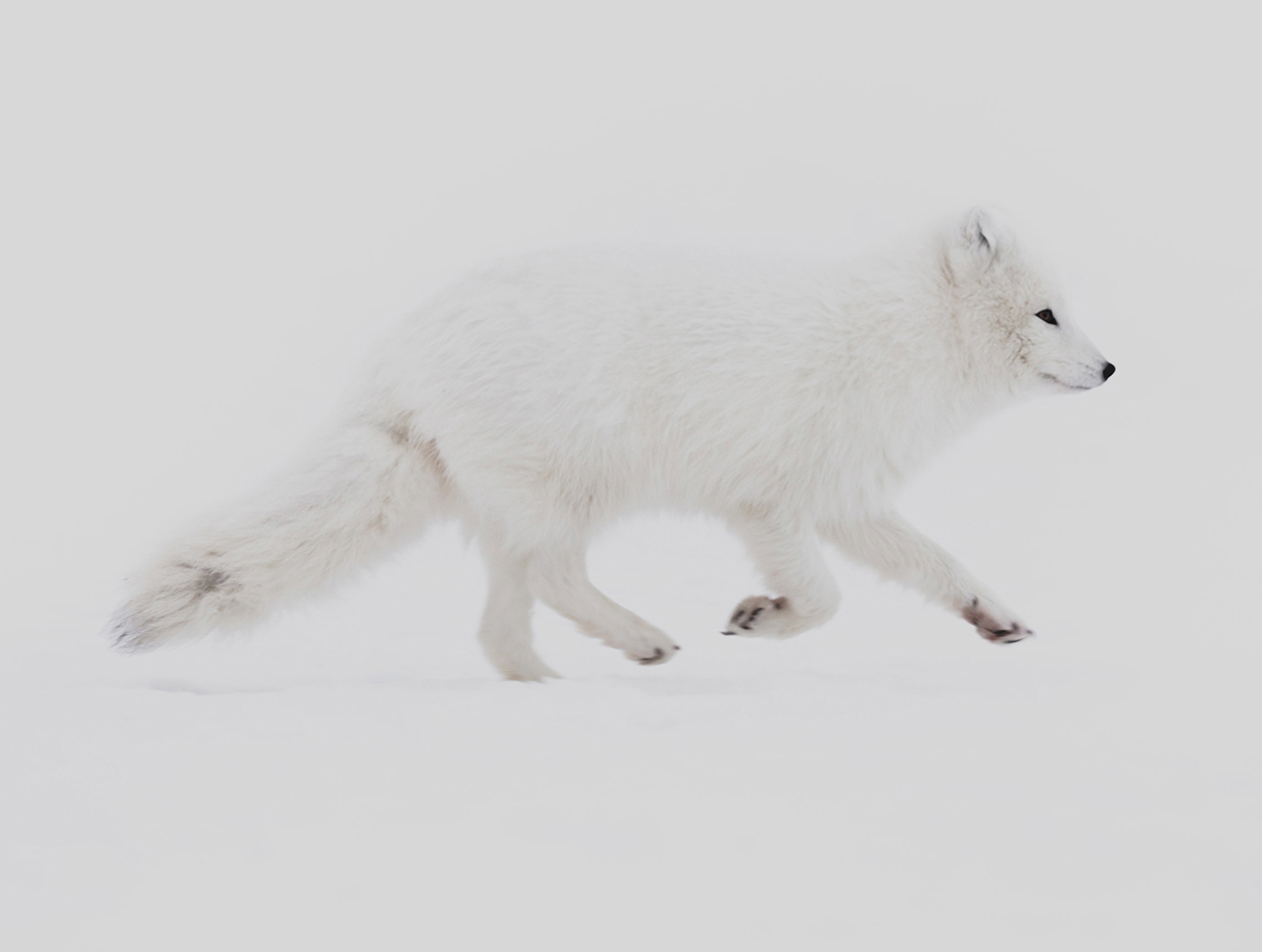 Arctic fox running across snow.